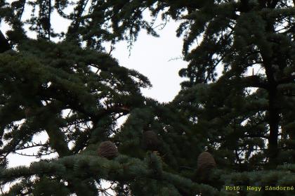 Cedrus atlantica